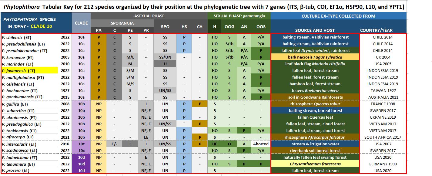    Phytophthora  spp. in subclade 10a:  Morphological Tabular key (PDF) and Tabular key legends (PDF) in IDphy2 KEY SECTION. Notice the data of   P. javanensis  Ex-type CBS 149203 . Gloria Abad, USDA Samp;T.
